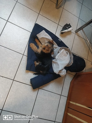 Yorkshiere Terrier Welpe fast 11 Wochen 