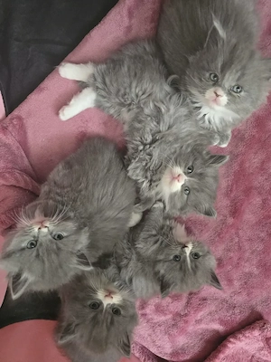 Süße Babykitten (Britisch Langhaar Ragdoll-Mix) suchen liebevolles Zuhause   