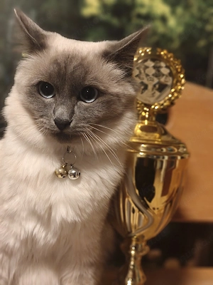 Meine Mädel Sucht eine schönes Kater 