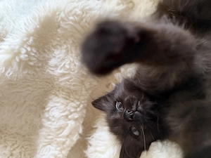 Main Coon   Perser Mix Kater 13 Wochen 