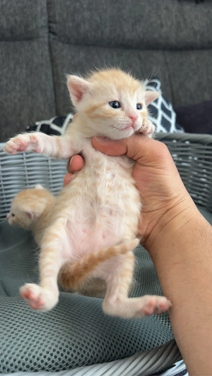 Katze mit 2 Kitten (m) sucht liebevolles Zuhause Bild 6