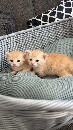 Katze mit 2 Kitten (m) sucht liebevolles Zuhause Bild 7