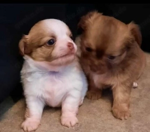 Reinrassiger langhaariger Chihuahua-Welpe 