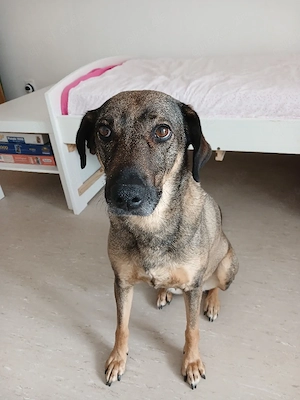 Hallo ich mus dringeng schweren herzens meine vündin in gute hände verk.