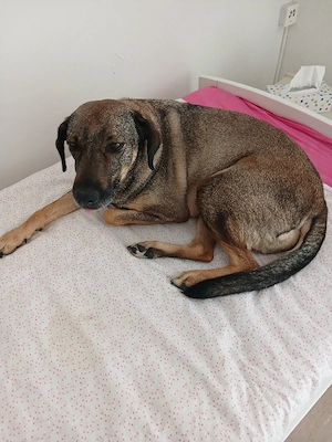 Hallo ich mus dringeng schweren herzens meine vündin in gute hände verk.