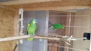 1 Paar Blaustirnamazonen