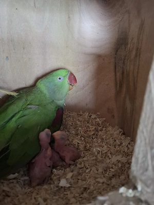 Großer alexandersittich 