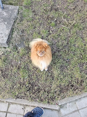 Deckrüde Zwergspitz (kein Verkauf)