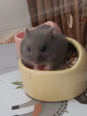 Zwerghamster, ca. 4 Monate alt, inkl. Käfig und Zubehör 