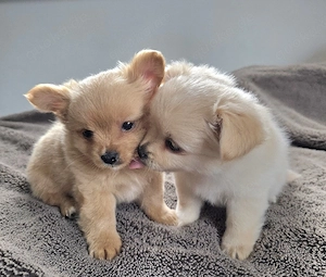 Pomchi Welpen abzugeben   geimpft & gechipt   ab Anfang Mai