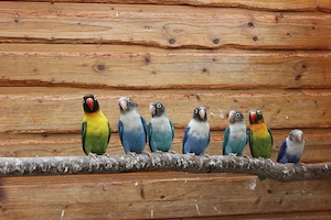 junge blaue agaporniden