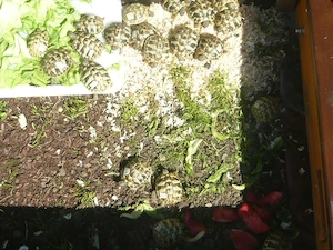 Griechische Landschildkröten Bild 8