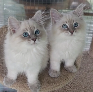 Ragdoll-Kätzchen zu verkaufen.