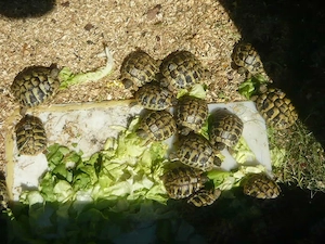 Griechische Landschildkröten Bild 9