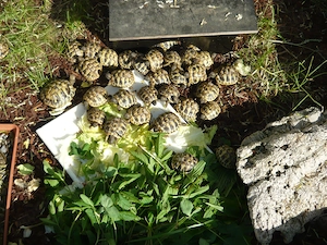 Griechische Landschildkröten Bild 4