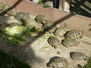 Griechische Landschildkröten Bild 6