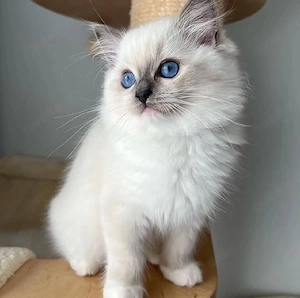 Ragdoll-Kätzchen zu verkaufen