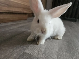 Baby Kaninchen( ein mädchen )