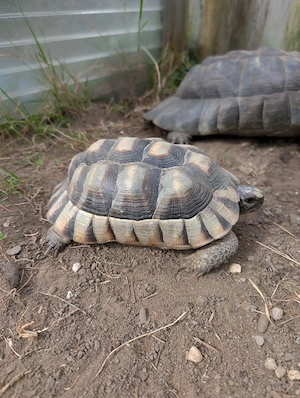 Breitrandschildkröte 1,0 Testudo Marginata
