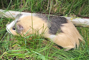2 süße Meerschweinchen Jungs suchen Zuhause 