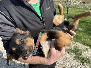 Welpe Mentos (geb. ca. 01 2026) in Bosnien sucht ein Zuhause