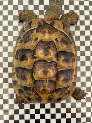 Griechische Landschildkröte 