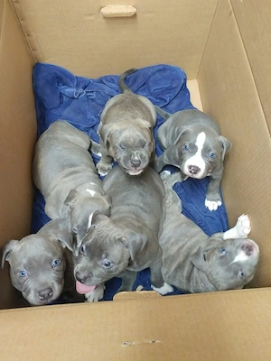 Amerikanische Pitbull-Welpen