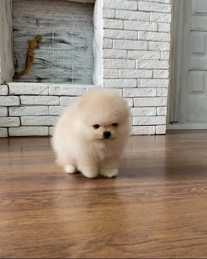 Zuckersüßen Pomeranian Zwergspitz Welpen!!