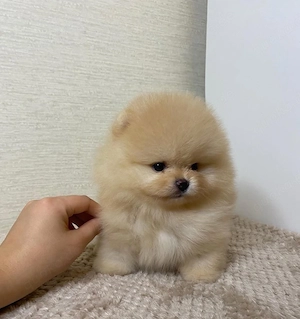 Charming Pomeranian Zwergspitz Welpen!