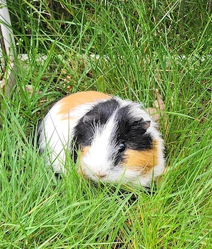 2 liebe kleine Meerschweinchen Jungs suchen Zuhause 