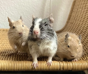 Drei liebenswerte Deguweibchen