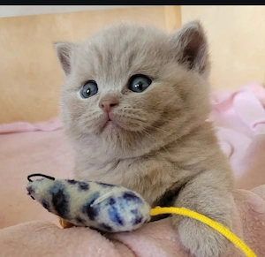 Gesunde Kitten aus liebevoller Aufzucht suchen ein neues Zuhause