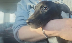 ich verkaufe ein laprador Terrier 