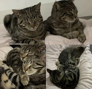 Zwei liebevolle Katzen (Simba & Leo)   Kater (11 Monate Alt)