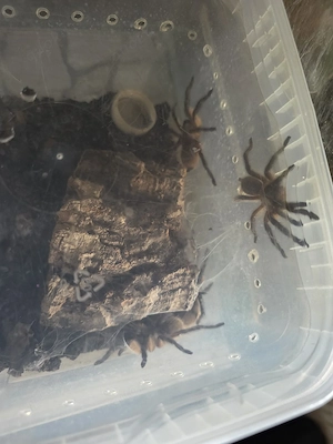 Verschiedene Vogelspinnen 