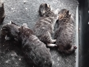 Maine Coon Kitten Grosse Jungs