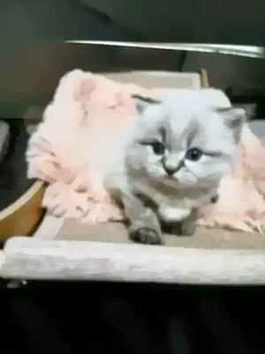 2 süße Maus sucht liebe Familie