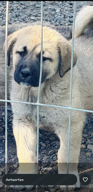 Wundervolle Kangal Welpen suchen ein liebevolles Zuhause   