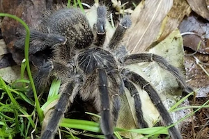 -- Harpactira baviana 0.1 --  