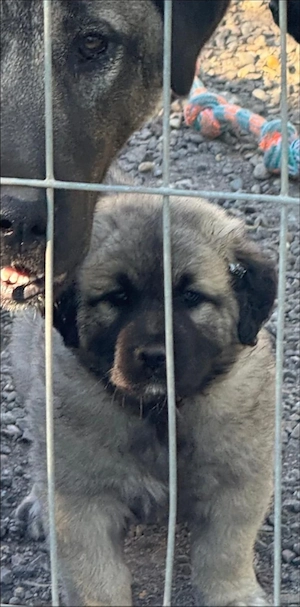 Wundervolle Kangal Welpen suchen ein liebevolles Zuhause   