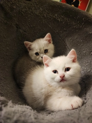 Bkh-Burmilla Kitten Ende April abgabebereit München Bild 6