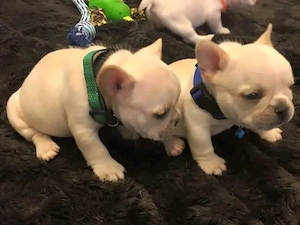 Entzückende französische Bulldoggenwelpen suchen ein neues Zuhause