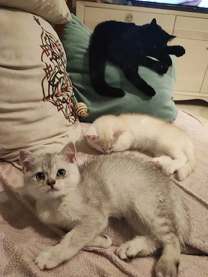 Bkh-Burmilla Kitten Ende April abgabebereit München Bild 9