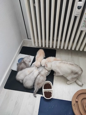 Bkh-Burmilla Kitten Ende April abgabebereit München Bild 7