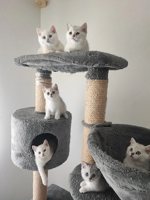 Bkh-Burmilla Kitten Ende April abgabebereit München Bild 10