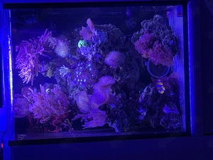 Meerwasser Aquarium komplett  Bild 5