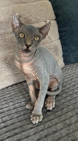 Sphinx Kater Elf Sphinx