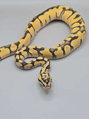 Königspython 1.0 Pastel Enchi Hypo d.h Clown Rainbow 