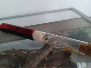 Lasius N (Kolonie) Ameisen Formicarium 