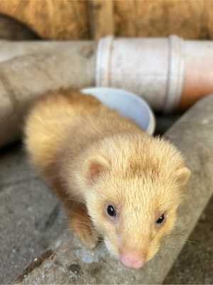 Frettchen Rüde unkastriert Siam